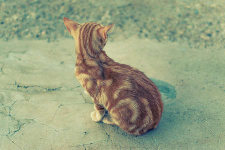 Orange striped cat, seen from the back