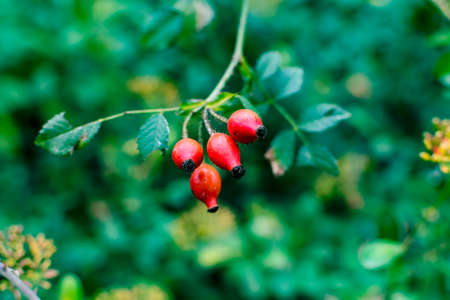 Wild berries of a forest in Europe.の写真素材