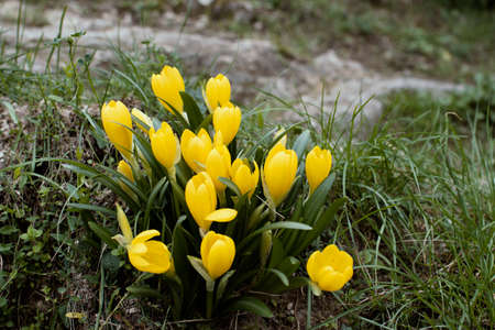 Yellow flowers located in a forest in the town of Surana, in northern Spain.