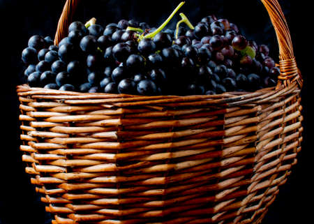 Wicker basket full of Tempranillo grapes, harvested in the north of Spain.
