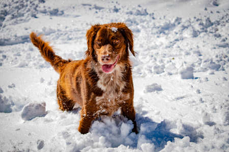 Portrait of a hunting dog in the snow, with a snowy mountain background.の写真素材