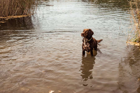 Breton hunting dog, in the middle of a hunt in a lake.の写真素材