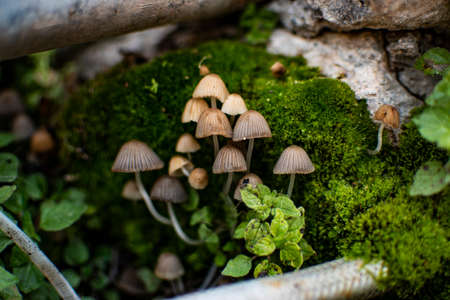 Small mushrooms growing next to a stream next to green moss.の写真素材