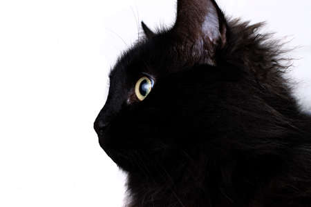 Black cat looking to the left, with white background.の写真素材