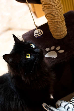 Black cat with yellow eyes playing with his toys.の写真素材