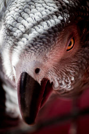 Close-up portrait of a gray parrot (Psittacus erithacus).