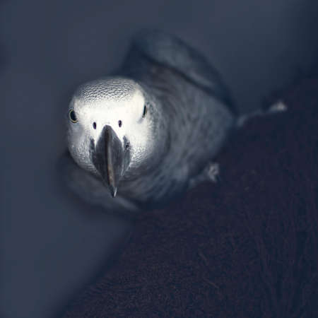Close-up portrait of a gray parrot (Psittacus erithacus) with gray background, in watch position.の写真素材