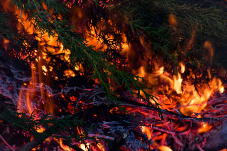 Fire in a forest of cypress trees.