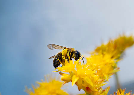 Bees collecting pollen from yellow flowers, in the spring.の写真素材