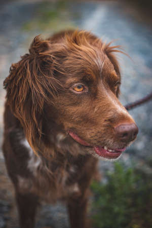 Brown hunting dog of the munsterlander breed small, with waiting pose, with a field background.の写真素材