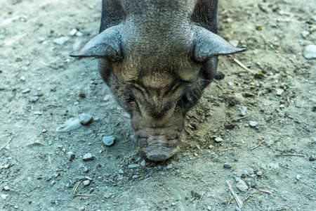 Close-up of a Vietnamese pig while eating on the ground.の写真素材
