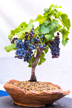 Small bonsai tree of a grape vine with hanging grape clusters.
