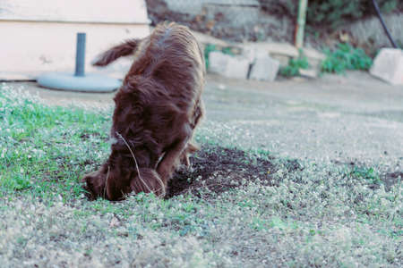 Concept behavior of dogs. Dog of the munsterlander breed sleeping on the street.の写真素材