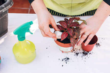 Home gardening concept.Woman hands practicing gardening at home planting flowers.