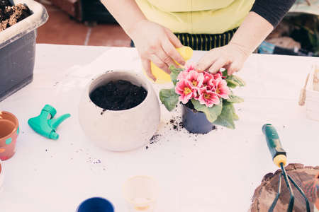Home gardening concept.Woman hands practicing gardening at home planting flowers.