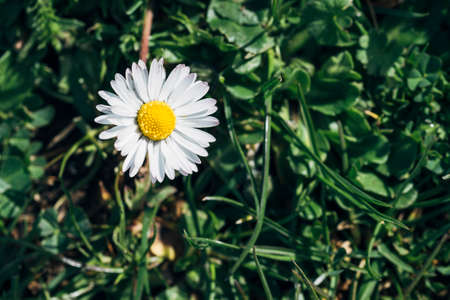 Small daisy flower with the green grass background, with the focus placed on the daisy.の写真素材