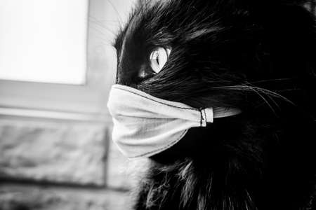 Black cat with face masks to protect against the COVID-19 coronavirus.の写真素材