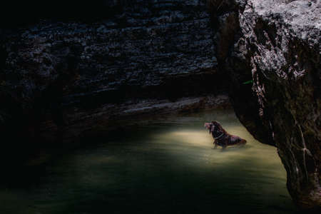 Dog of the munsterlander breed bathing in a natural pool in the middle of the mountain.の写真素材