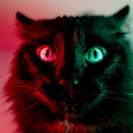Close-up of a cat's face with green and red lightsの写真素材
