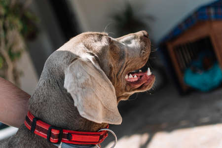Weimaraner dog with red collar looking up.の写真素材