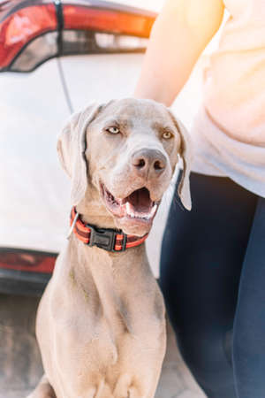 Dog of the Weimaraner breed with a red collar with a strange face.の写真素材
