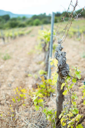 Close-up of the trunk of a grape vine in a vineyard in Spain.の写真素材
