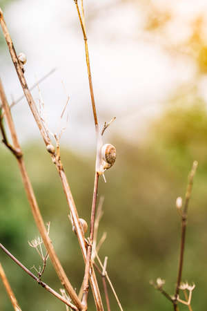 Snails climbing a small reed with the background out of focus.の写真素材
