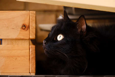 Black cat hiding next to a wooden box.の写真素材