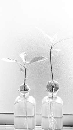 Black and white image of an avocado plant showing its roots in a bottle of water.