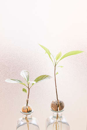 Avocado plant showing the roots in a bottle of water.