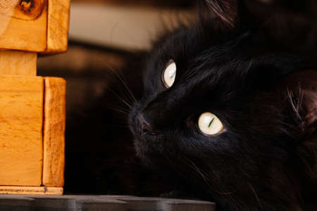 Black cat hiding next to a wooden box.の写真素材