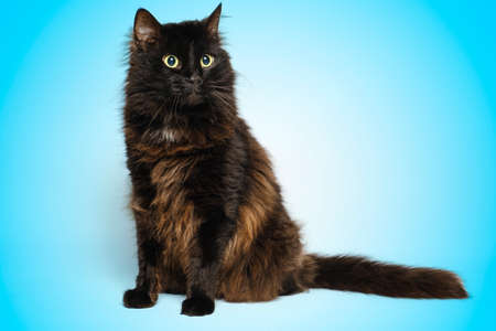 Portrait of a black cat with a blue background.の写真素材