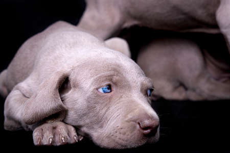 Close-up of a weimaraner puppy with wide open blue eyes.の写真素材