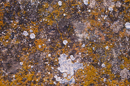 Yellow mold texture on top of a stone.の写真素材