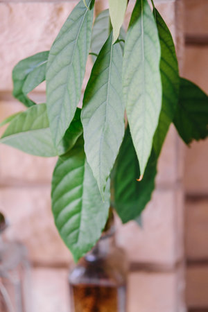 Close-up of leaves of an avocado tree planted in a bottle.の写真素材