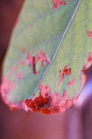 Leaf of a diseased plant with broken pieces.の写真素材