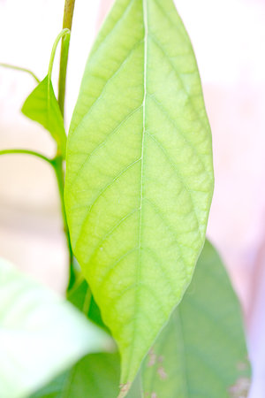 Close-up of green leaves of an avocado plant.の写真素材