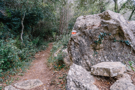 Trail through the woods with a trail marking.の写真素材
