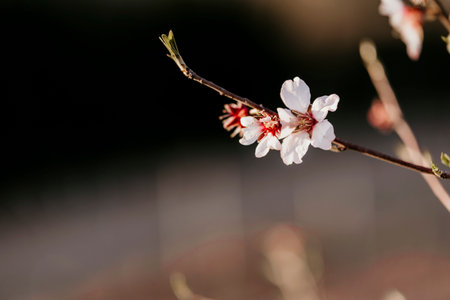Cherry blossom at the end of the branch with defocused background.の写真素材