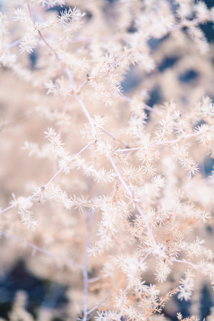 Close-up of a white plant with the leaves with thorns.の写真素材
