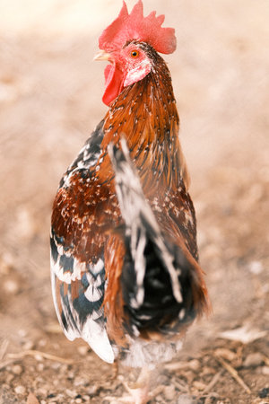 Close up shot of a free range roosterの写真素材