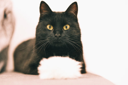 Black cat looking at camera with a white pompom.の写真素材