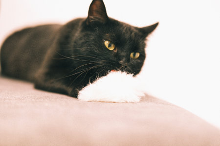 Black cat playing inside the house with a white pompom.の写真素材