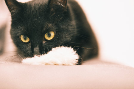Black cat playing inside the house with a white pompom.の写真素材
