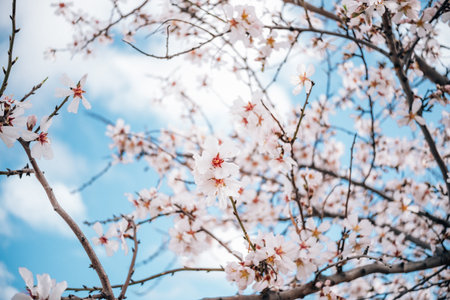 Background of spring cherry blossoms treeの写真素材