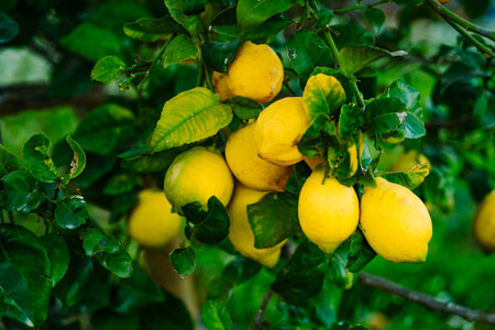 Group of lemons located at the end of the lemon tree branch.の写真素材