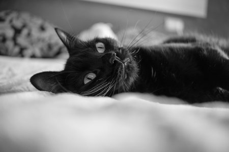 Portrait of cat lying on bed looking at camera.の写真素材