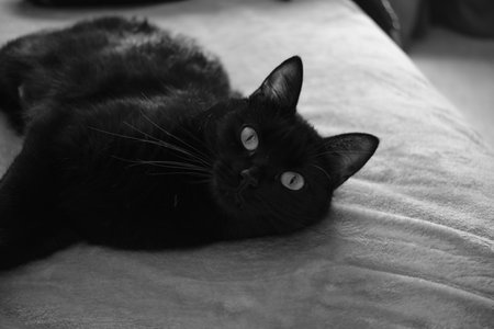 Portrait of cat lying on bed looking at camera.の写真素材
