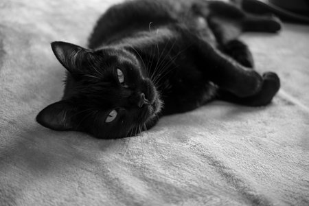 Portrait of black cat lying on bed looking at camera.の写真素材