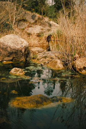 Munsterlander dog hunting in a wet area among vegetation.の写真素材